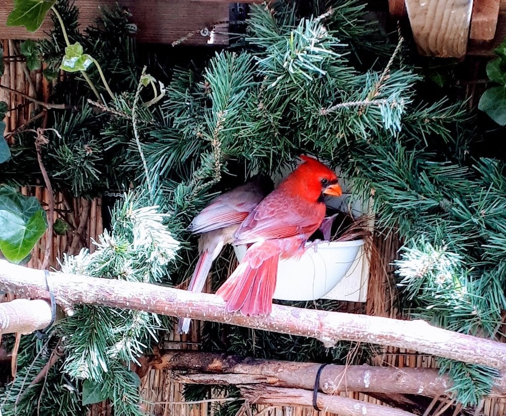 *** rode kardinalen ***, Dieren en Toebehoren, Mannelijk, Tropenvogel, Geringd