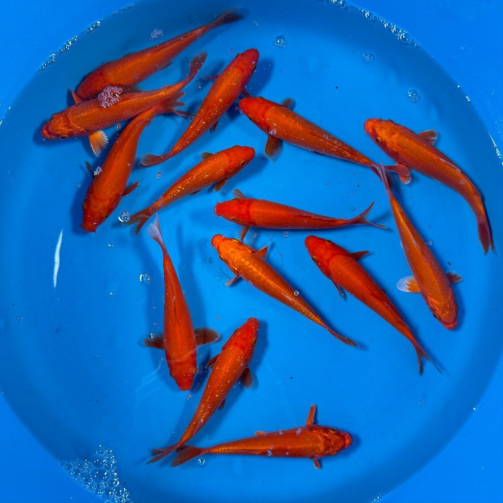 Yagenji Benigoi Mix | Tosai 12–15 cm, Karper of Koi