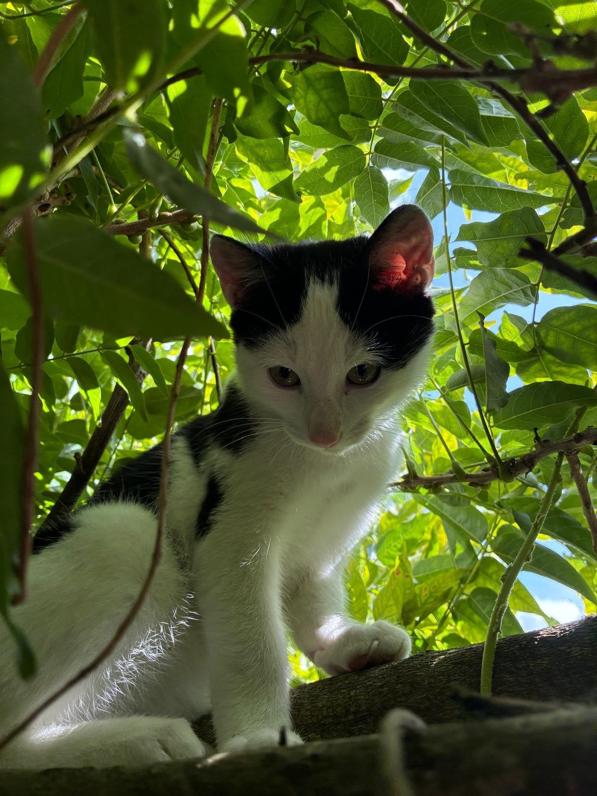 Kittens (2 katers) 18 weken, Dieren en Toebehoren, Kater, Kortharig, 0 tot 2 jaar
