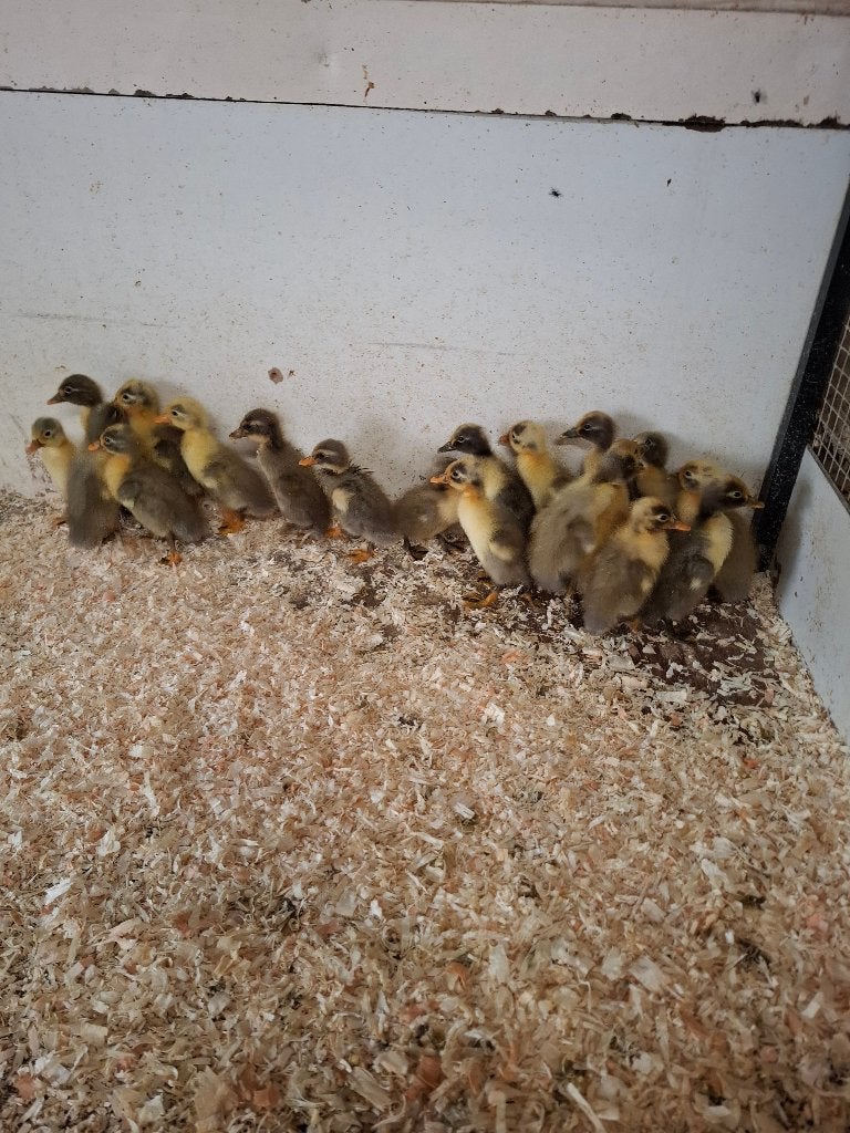 Eendagskuikens van de indische loopeend, Dieren en Toebehoren, Pluimvee, Meerdere dieren, Eend