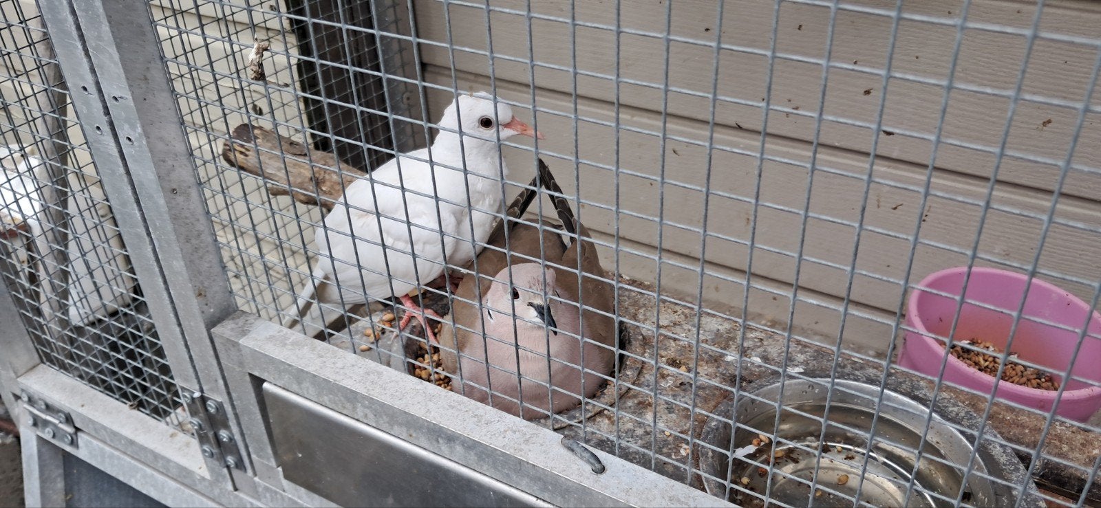 witte tortelduiven tortels lachduiven, Meerdere dieren