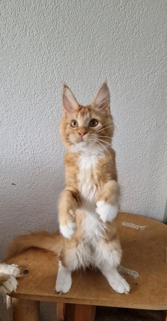 Maine coons met stamboom, Meerdere dieren, Met stamboom, 0 tot 2 jaar