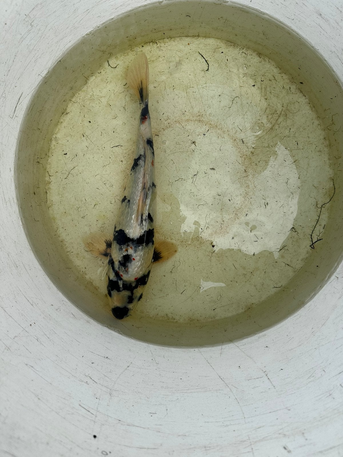 Ginrin shiro utsuri koi, Dieren en Toebehoren, Vissen | Vijvervissen, Karper of Koi
