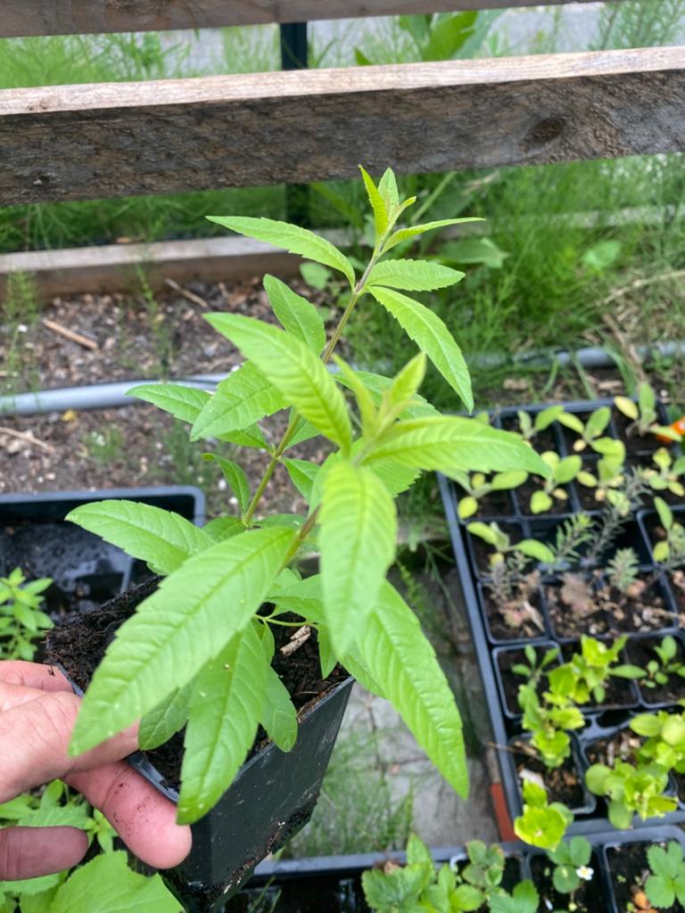 Verveine - tuinkruiden - heerlijk om thee van te zetten, Ophalen, Overige soorten, Volle zon