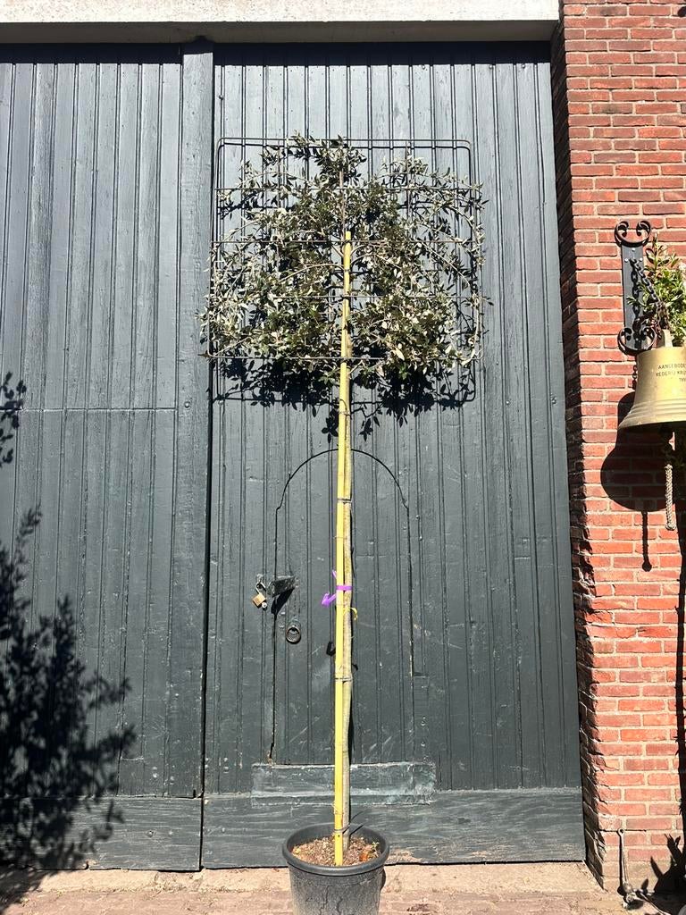 Lei-steeneiken. (Quercus ilex) meerdere beschikbaar, Bloeit niet, Leiboom, 250 tot 400 cm, Ophalen