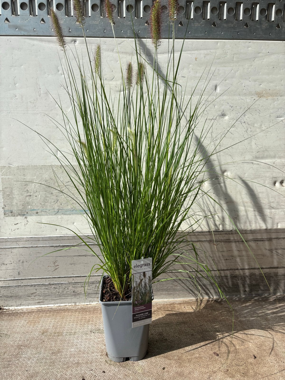 Pennisetum alopecuroides - Lampenpoetsersgras, Tuin en Terras, Planten | Tuinplanten, Ophalen, Volle zon, Vaste plant, Siergrassen