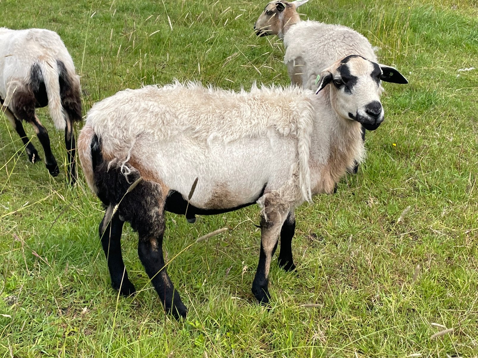 Maasduin rammen lam maasduinen schapen, Mannelijk, Schaap, 0 tot 2 jaar
