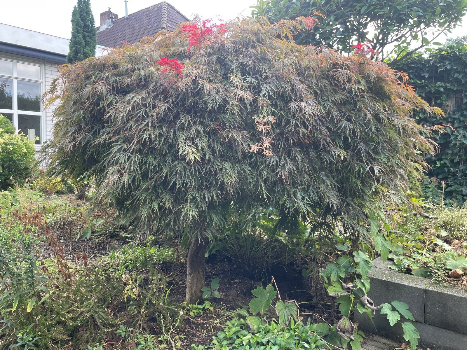 Prachtige Japanse Esdoorn (Acer palmatum), Halfschaduw, Lente, 100 tot 250 cm, Overige soorten