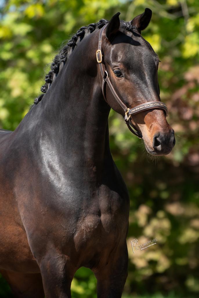 4 jr fontaine merrie, Dieren en Toebehoren, Paarden, Merrie, Onbeleerd, 170 tot 175 cm, 3 tot 6 jaar, Dressuurpaard