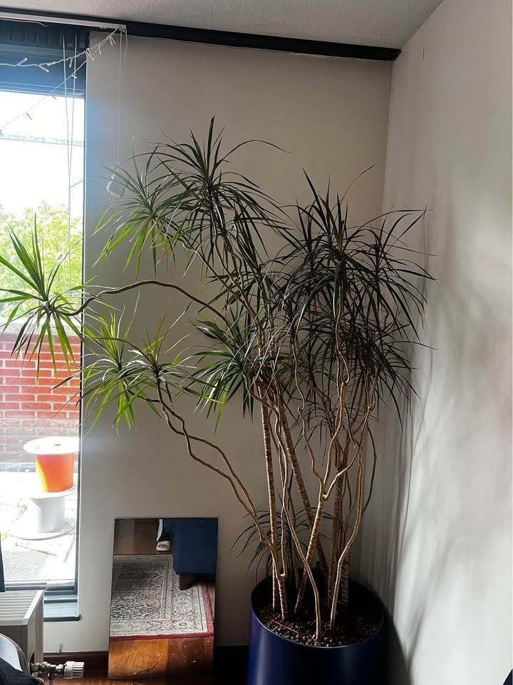 Large Dracaena Marginata (Dragon Tree) + Pot, Ophalen, In pot, Halfschaduw, Minder dan 100 cm