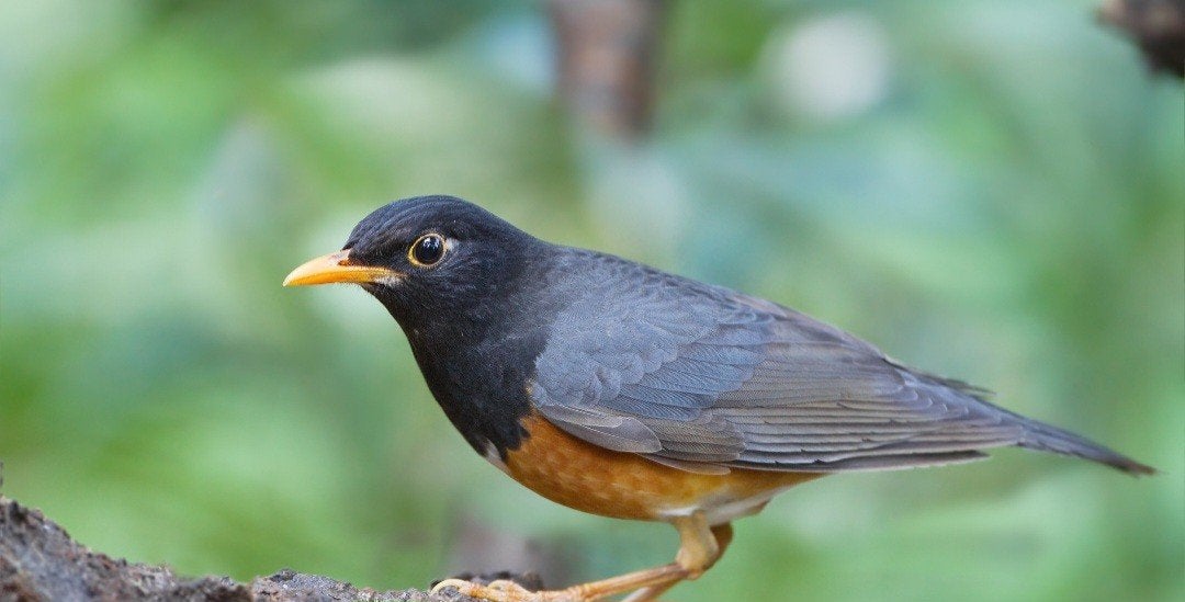zwartborstlijster koppel, Dieren en Toebehoren, Vogels | Overige Vogels, Meerdere dieren