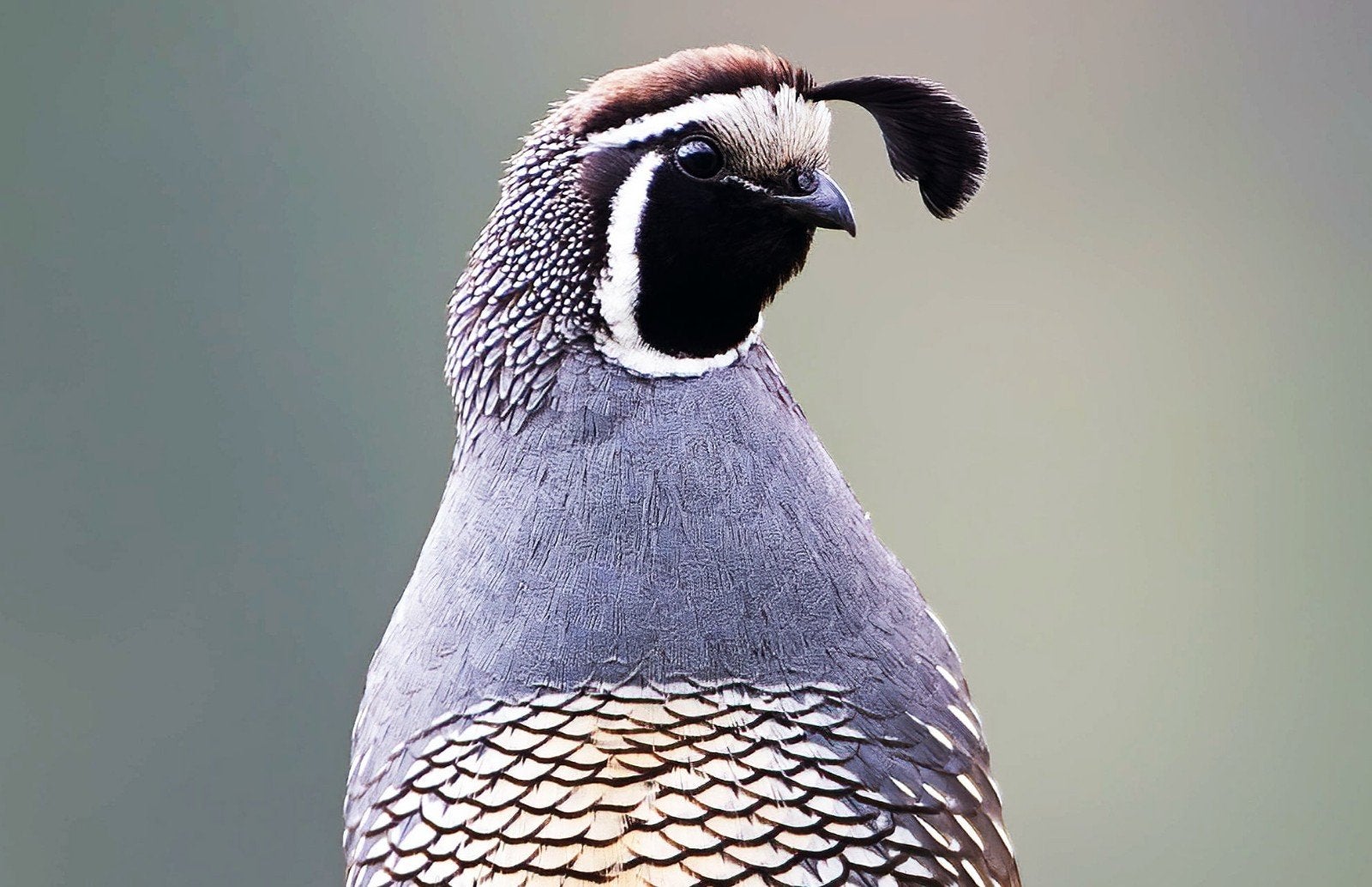 californische kuifkwartels, Dieren en Toebehoren, Meerdere dieren