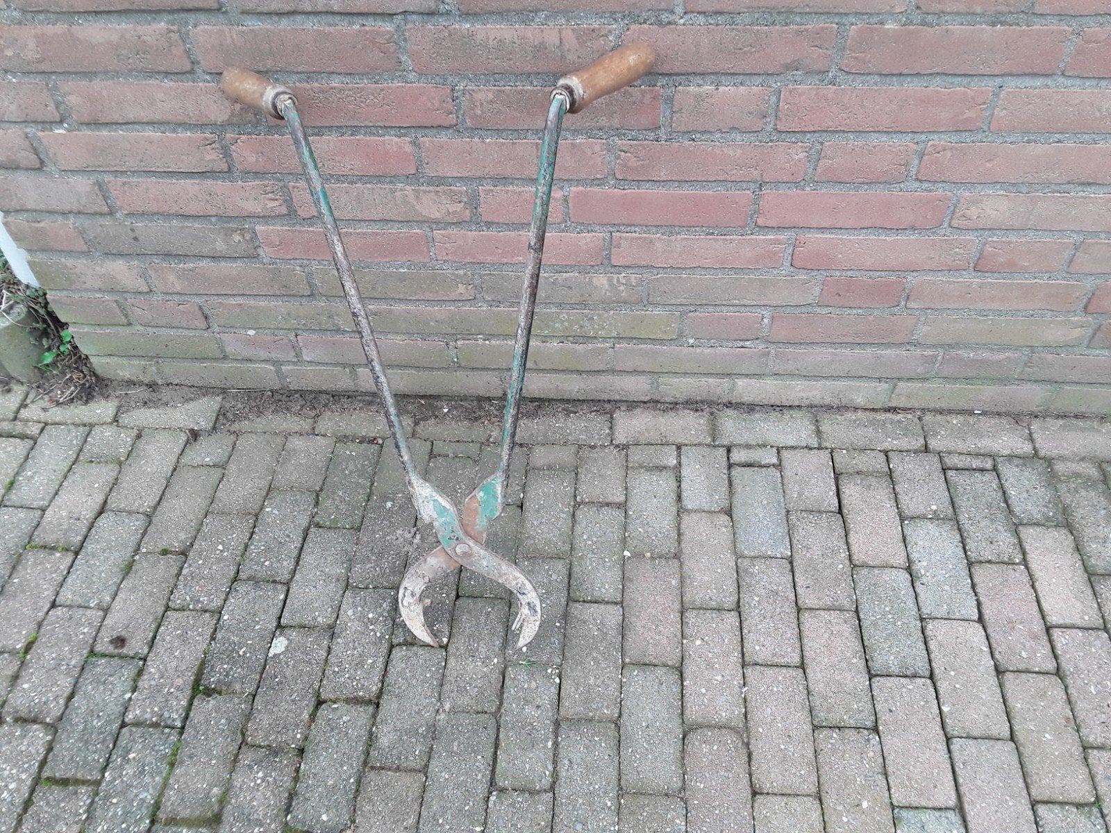 bietenrooitang, Ophalen