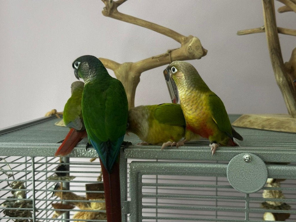 Pyrrhura molinea jonge vogels (met voetring), Dieren en Toebehoren, Vogels | Parkieten en Papegaaien, Meerdere dieren, Parkiet