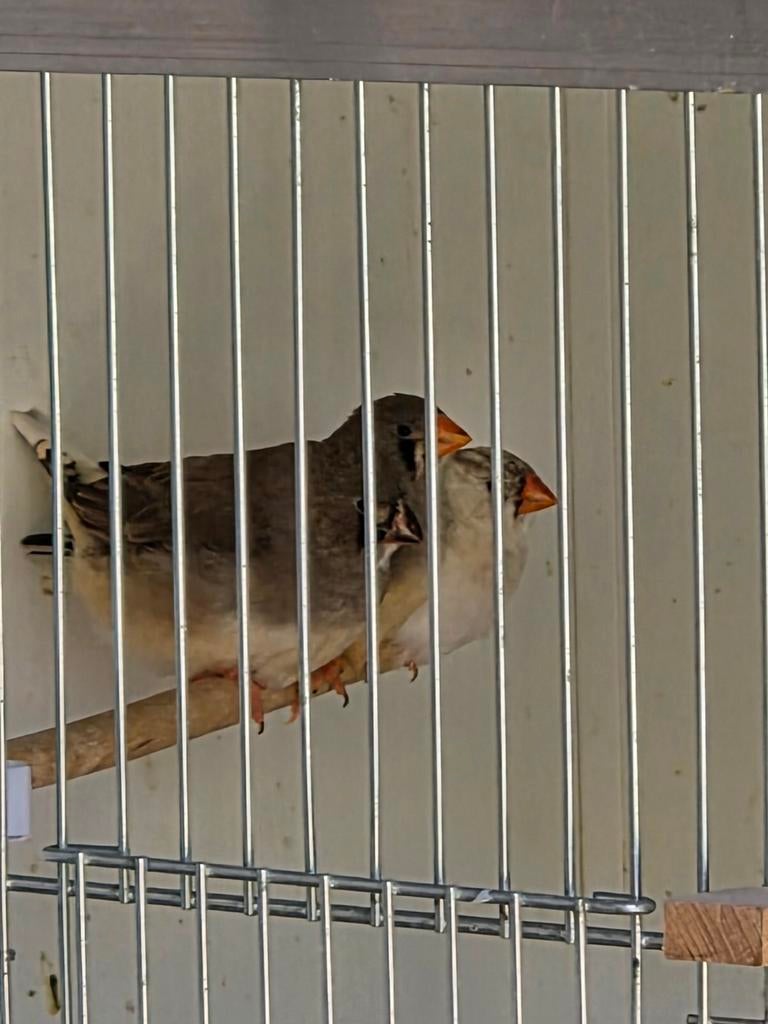 Diverse jonge zebravinken van dit jaar, Meerdere dieren