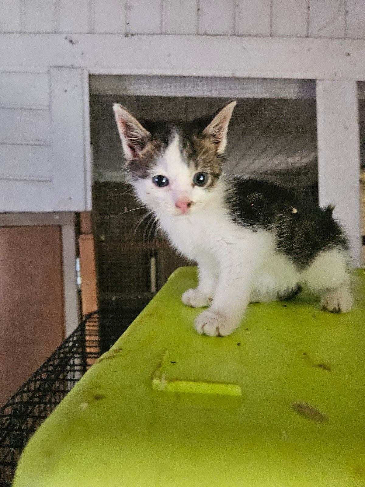 kitten zoekt een baasje, Kater, 0 tot 2 jaar