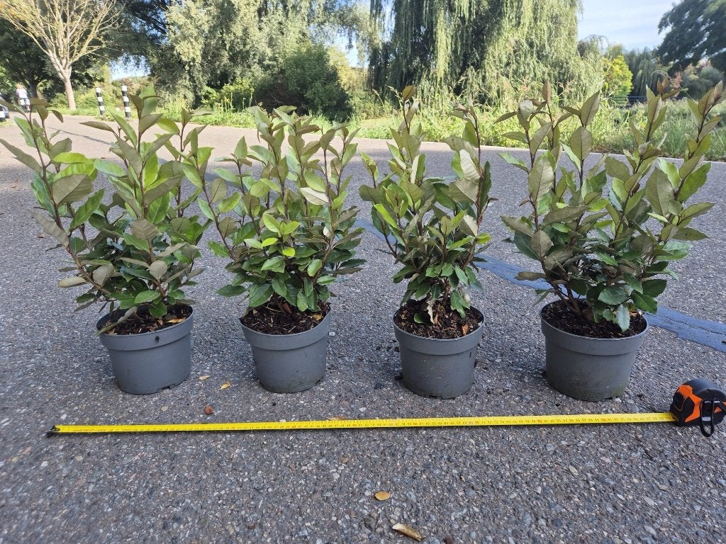 Olijfwilg compacta haagplanten, Tuin en Terras, Ophalen of Verzenden, Overige soorten, Haag, Minder dan 100 cm