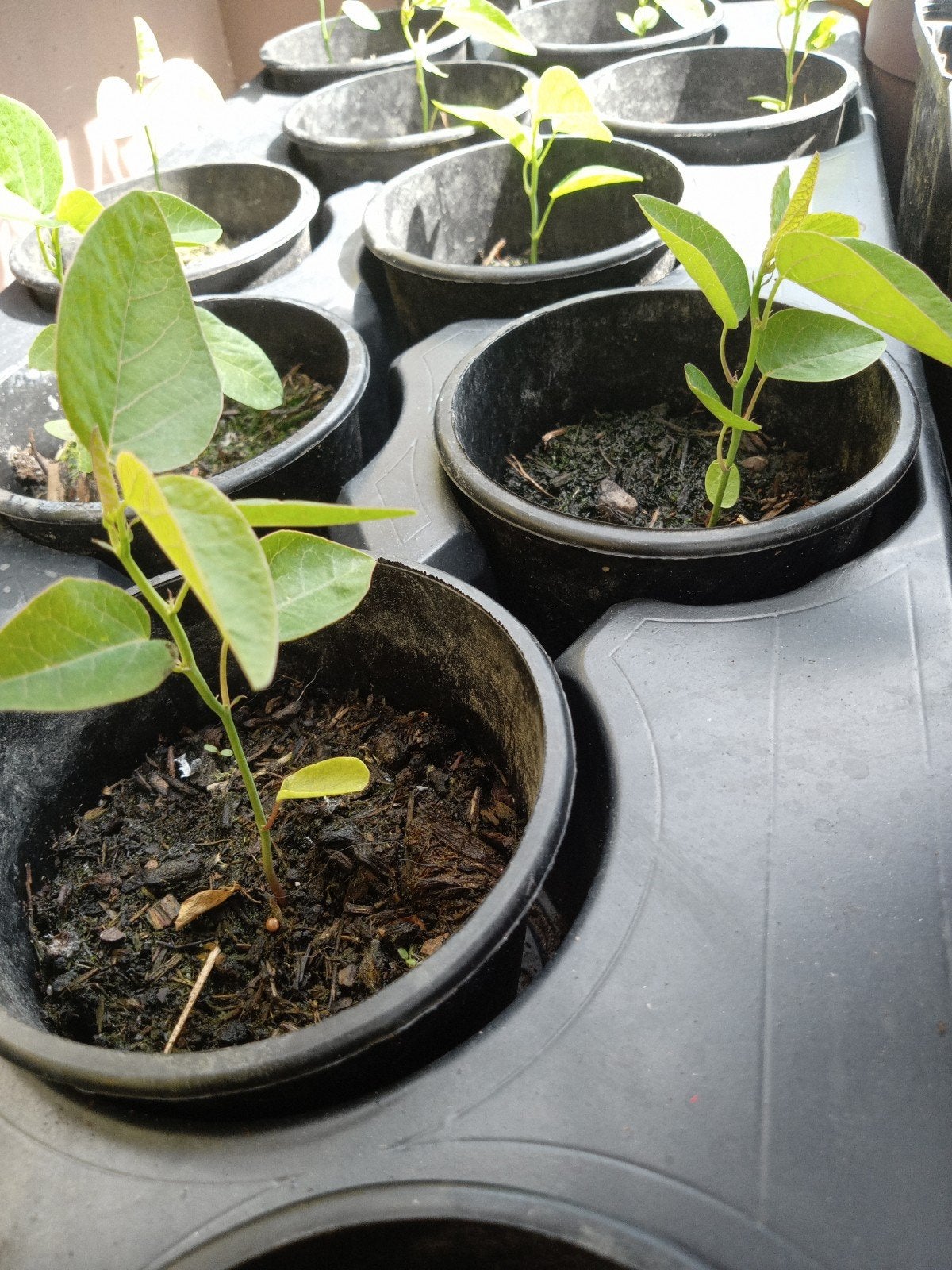 Passiflora plantjes, voor jezelf of leuk kado voor vaderdag, Ophalen, Vaste plant, Klimplanten, Volle zon