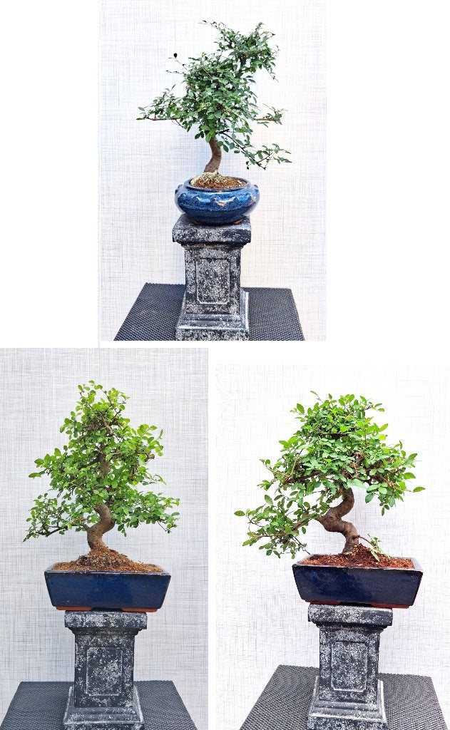 3 Bonsai Chinese Iep- Ulmus Parvifolia -G, Tuin en Terras, In pot, Bloeit niet, Halfschaduw, Minder dan 100 cm