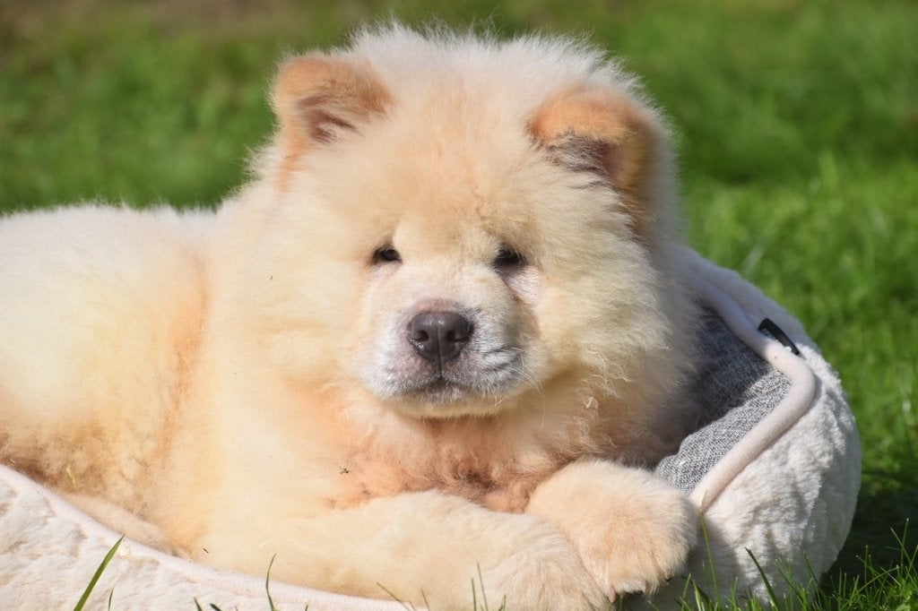 Chow-chow pups  🦁🐾💖, 15 weken tot 1 jaar, Buitenland, Poolhond, Meerdere