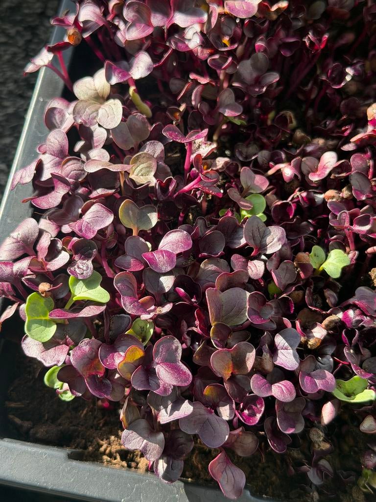 Biologische China Rose Radijs Zaden - Microgroenten & Radijs, Verzenden, Gehele jaar, Volle zon, Zaad