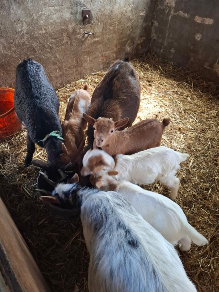 Dwergeit en dekbokjes, Meerdere dieren, Geit