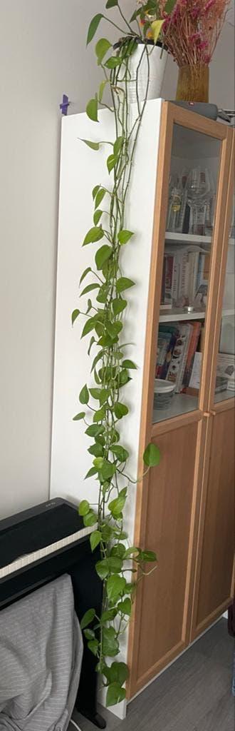 Grote Scindapsus (Drakenklimop) van 210 cm, Groene kamerplant, Ophalen, Overige soorten, 200 cm of meer