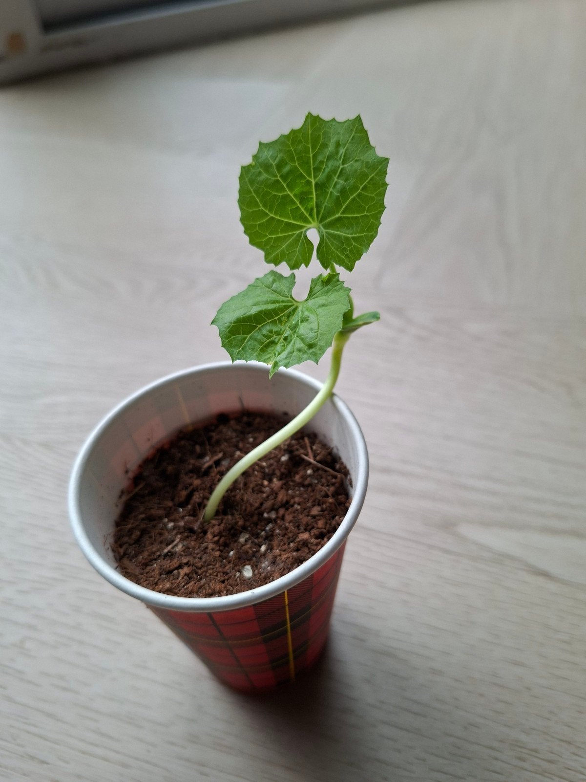Surinaamse Sopropo plantjes - Vers en klaar om te groeien!, Ophalen, Eenjarig, Groenteplanten, Volle zon