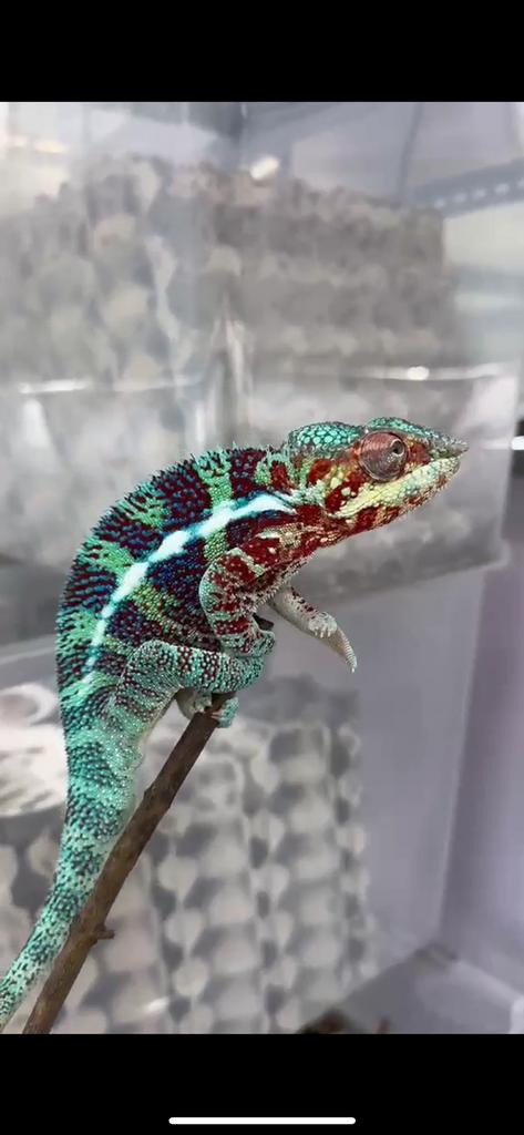 Furcifer pardalis 1.0, Hagedis, Tam, 0 tot 2 jaar