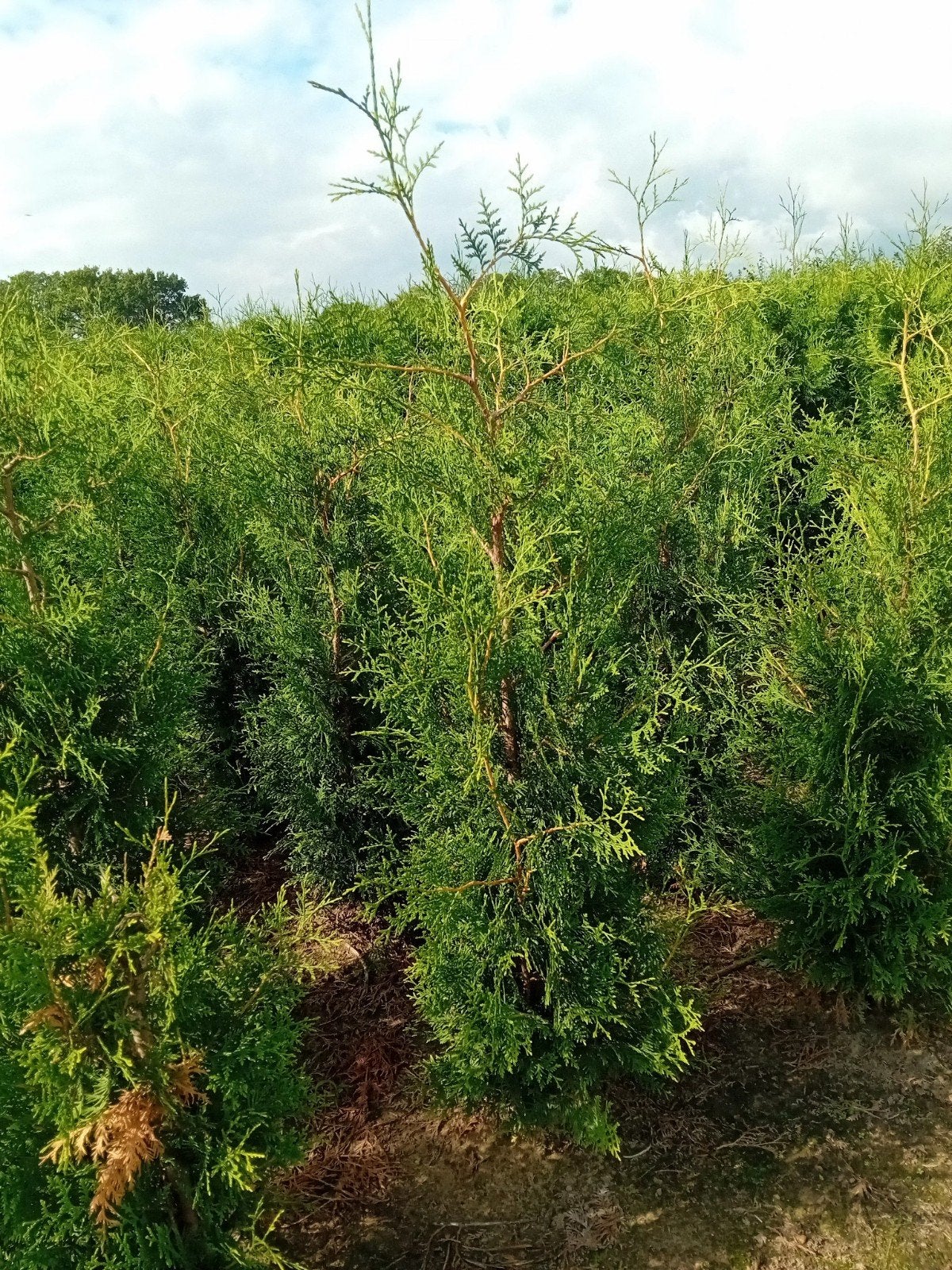 Thuja occ. Brabant coniferen van 100-350 cm., Ophalen, Conifeer, 100 tot 250 cm