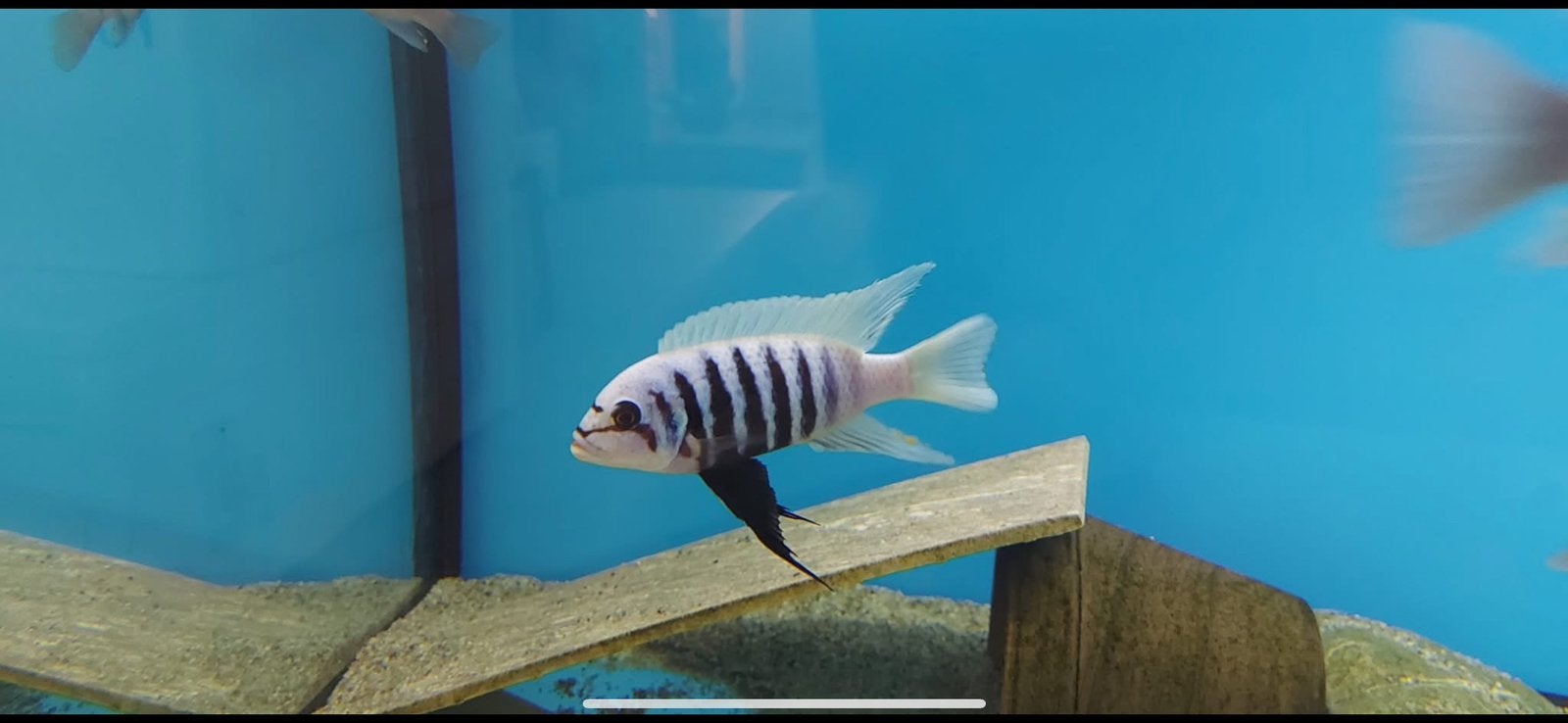 Metriaclima Fainzilberi Maisoni reef, Vis