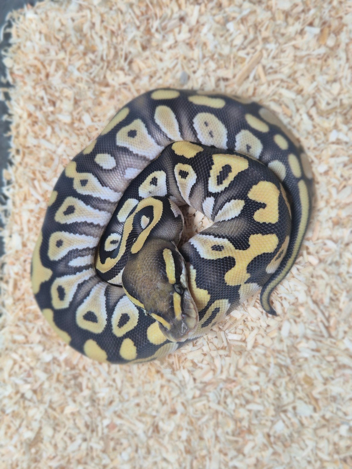 python regius nakweek 2026 Ball Python photo 2