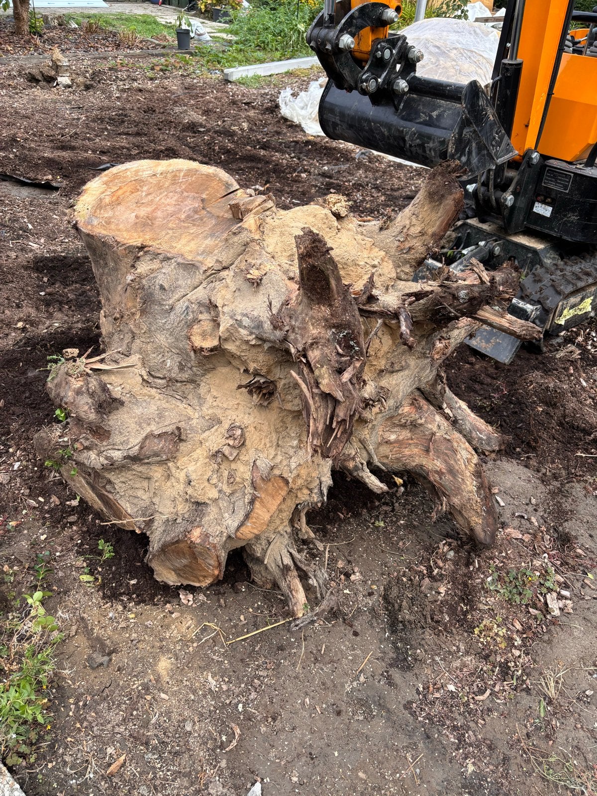 Gratis Grote boomstam, ideaal als stookhout - zelf ophalen, Tuin en Terras, Haardhout, 3 tot 6 m³, Ophalen of Verzenden, Overige houtsoorten