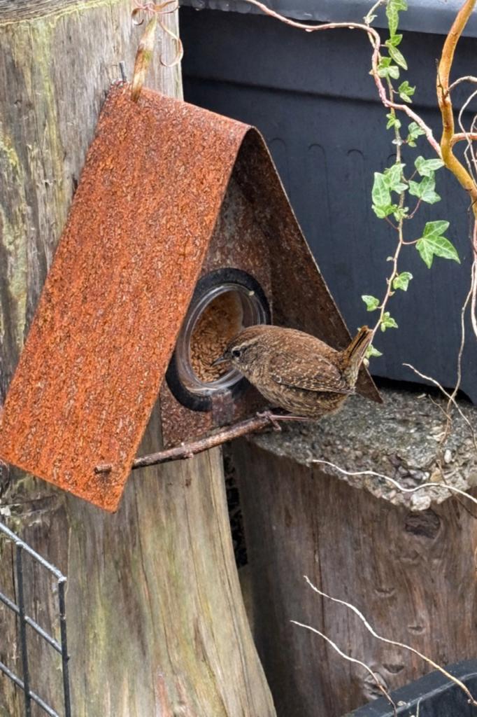 Cortenstaal vogel pindakaas voederhuisje, Ophalen, Nieuw