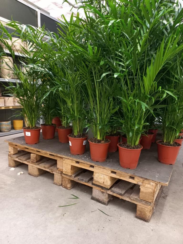 Chamaedorea Cataractatum P19, 90cm hoog. Sterke kamerpalm, Ophalen, Palm, Halfschaduw, Minder dan 100 cm