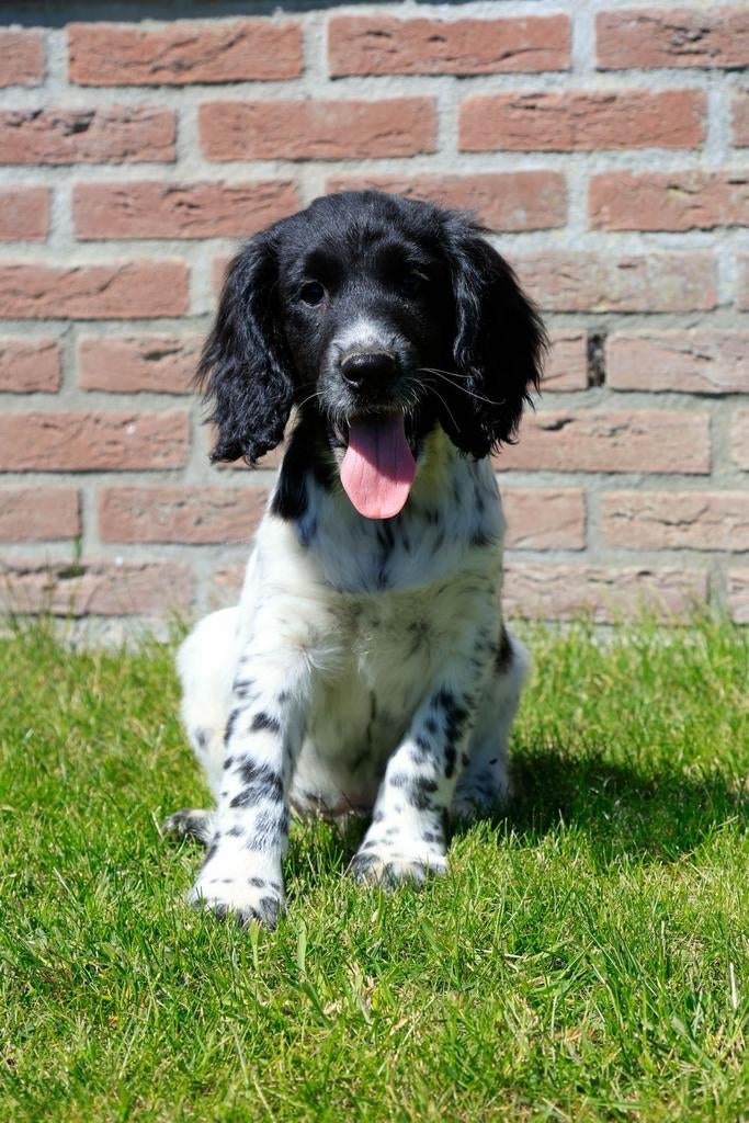 Prachtige Stabij  Cocker Spaniel pups, Parvo, Nederland, 8 tot 15 weken, Meerdere