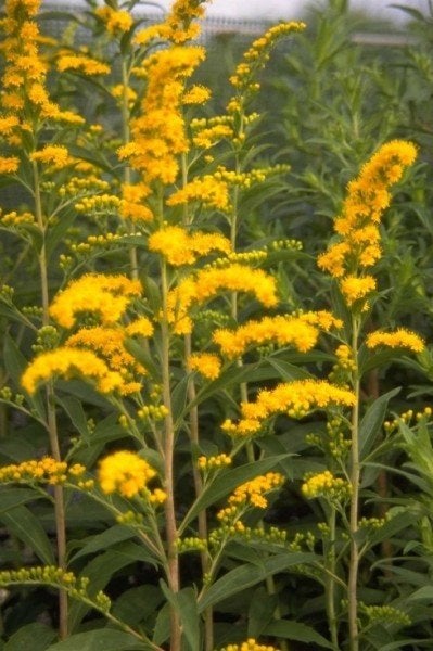 Uit de biologische moestuin! Guldenroede, planten., Ophalen of Verzenden, Zomer, Vaste plant, Volle zon