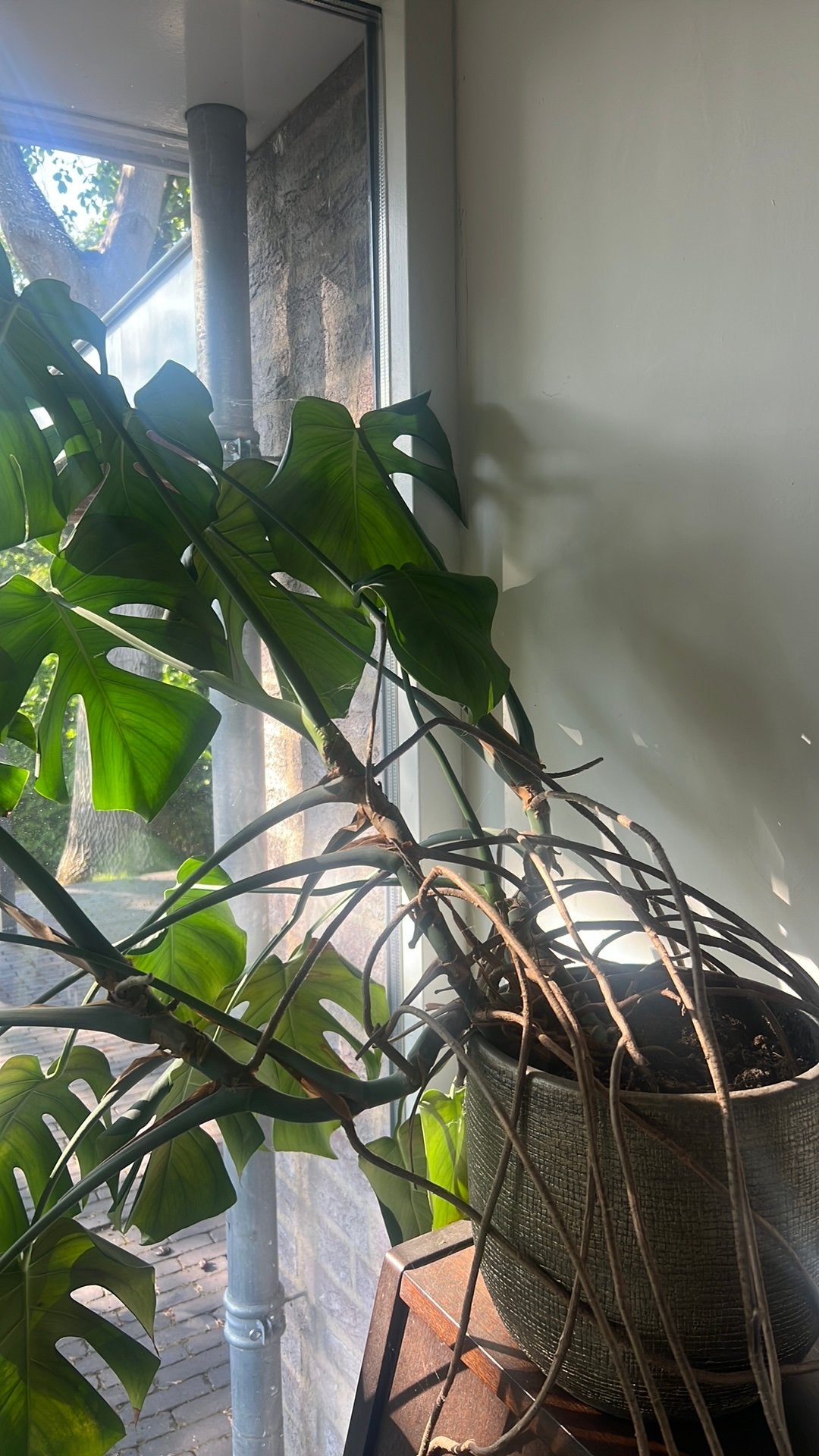Mooie groene plant incl pot van 25cm hoogte, Ophalen