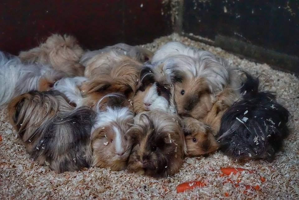 Langharige cavia's; Sheltie, coronet en peruvian, Dieren en Toebehoren, Cavia, Januari, Meerdere dieren, Tam