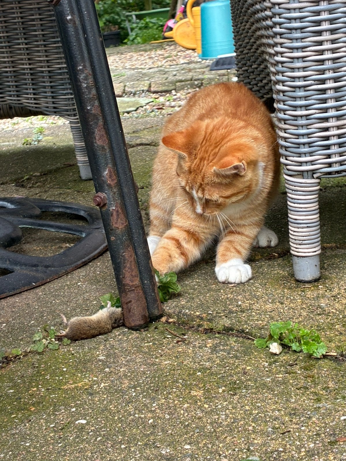 Muizenvanger, prachtig gestreepte kater., Kater, Kortharig, 0 tot 2 jaar