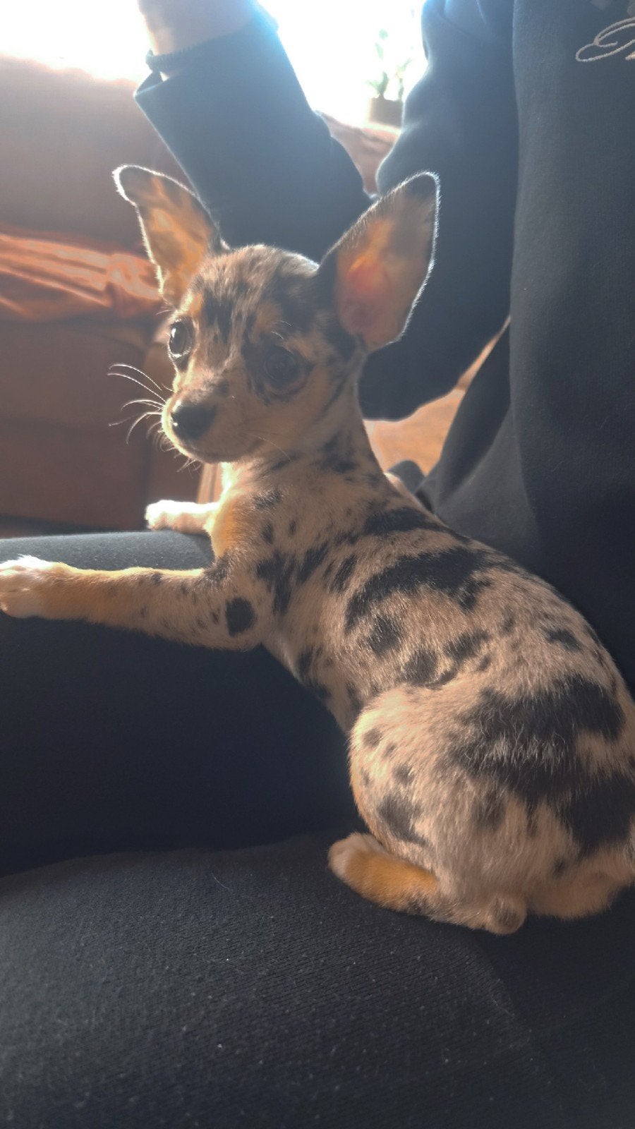 💞prachtig merle chihuahua teefje💞, Dieren en Toebehoren, 15 weken tot 1 jaar, Teef, Eén hond, Chihuahua