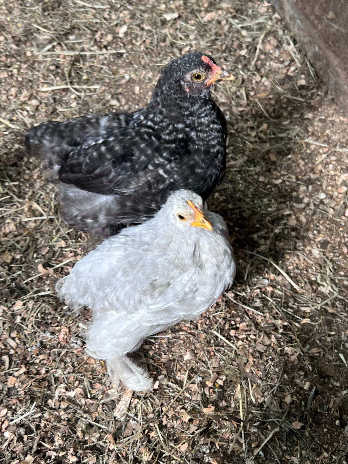 Cochin hennen en hanen, Dieren en Toebehoren, Pluimvee, Kip, Meerdere dieren