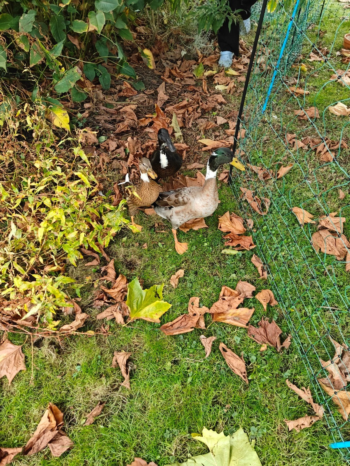 Loopeend/woerd gratis af te halen, Dieren en Toebehoren, Mannelijk, Eend