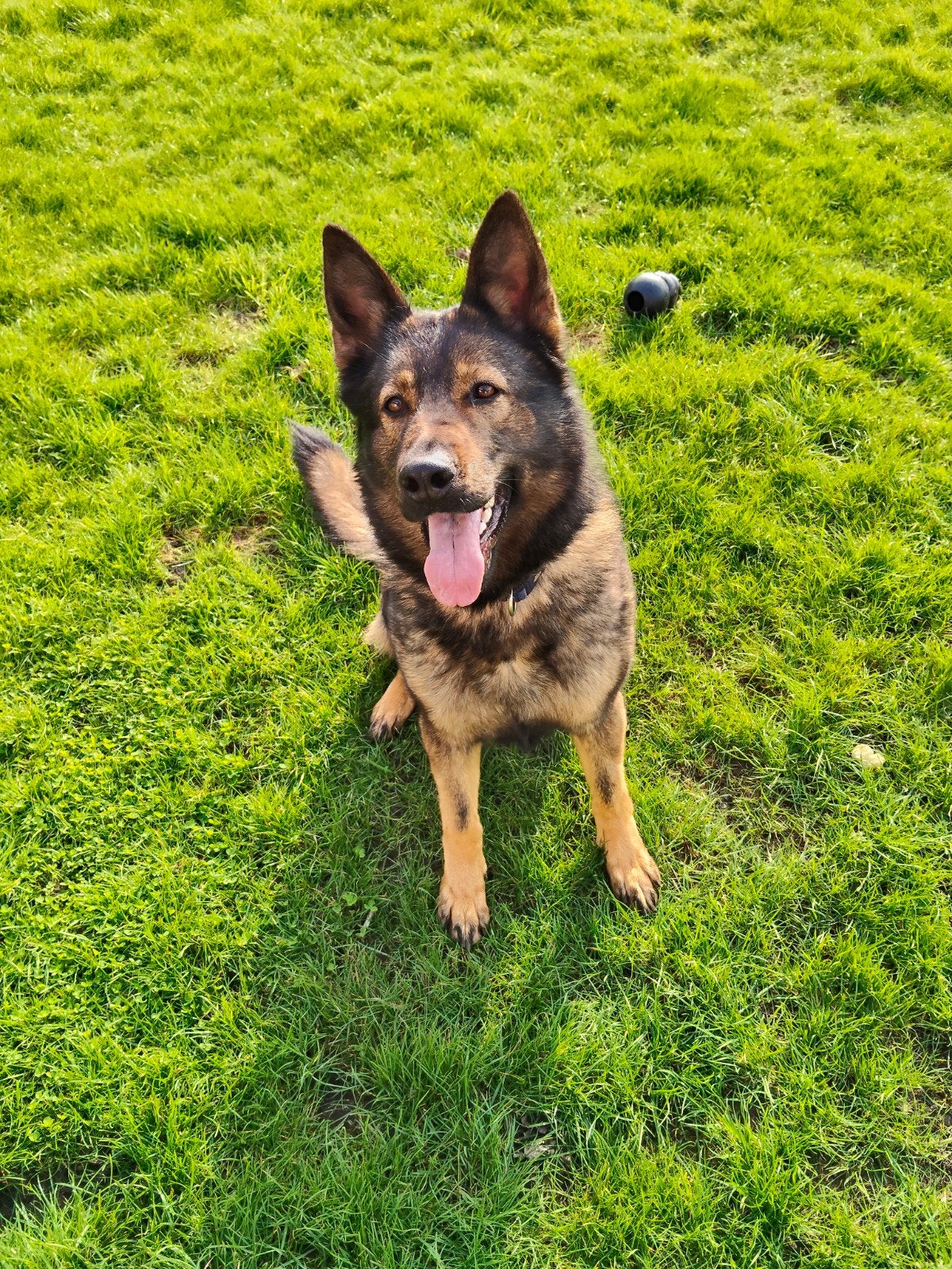 Duitse herder teef, Dieren en Toebehoren, Teef, Eén hond, 3 tot 5 jaar, Herder