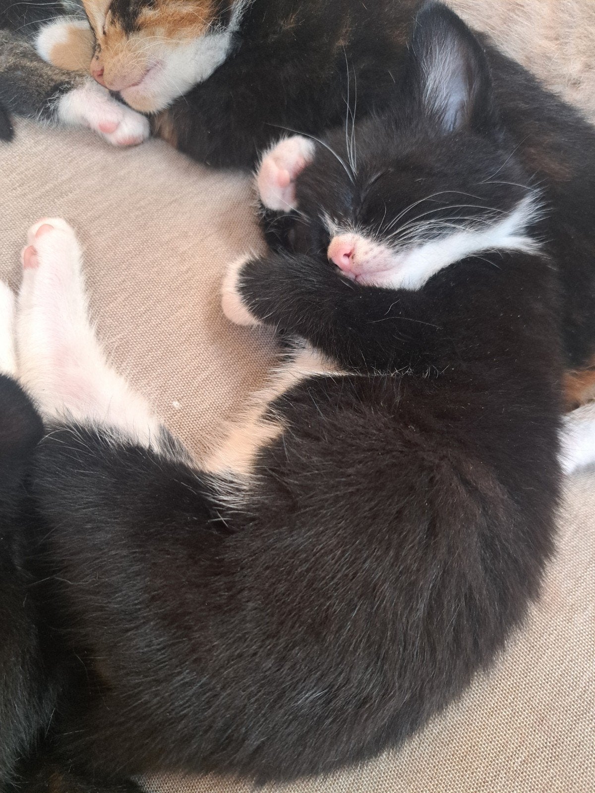 Nog 3 zwart witte kittens, Dieren en Toebehoren, Katten en Kittens | Overige Katten, Meerdere dieren, Kortharig, 0 tot 2 jaar