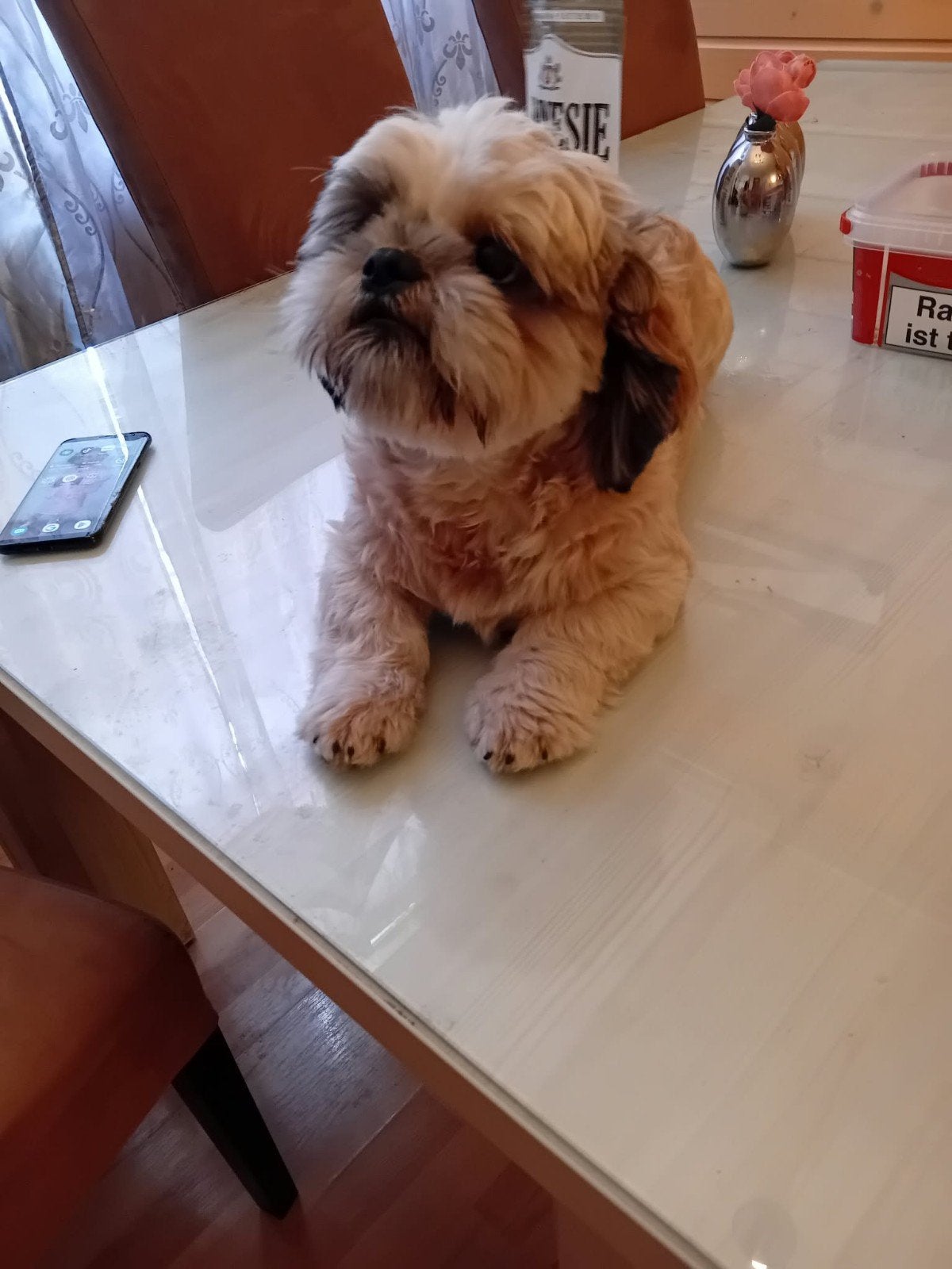 shih szu, 8 tot 15 weken, Eén hond, Nederland, Particulier