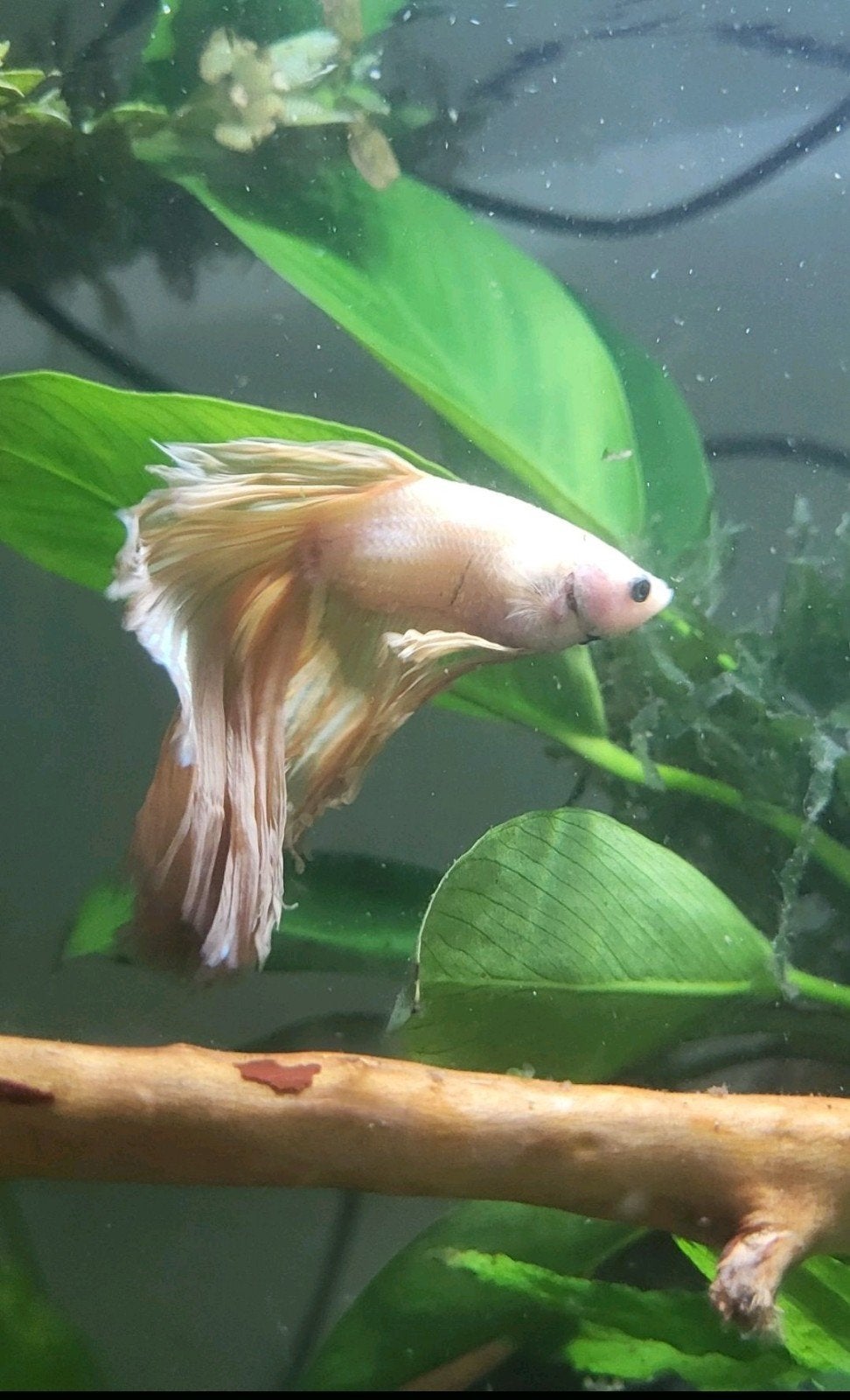 Mooie betta man Delta pastel peach, Dieren en Toebehoren, Vis, Zoetwatervis
