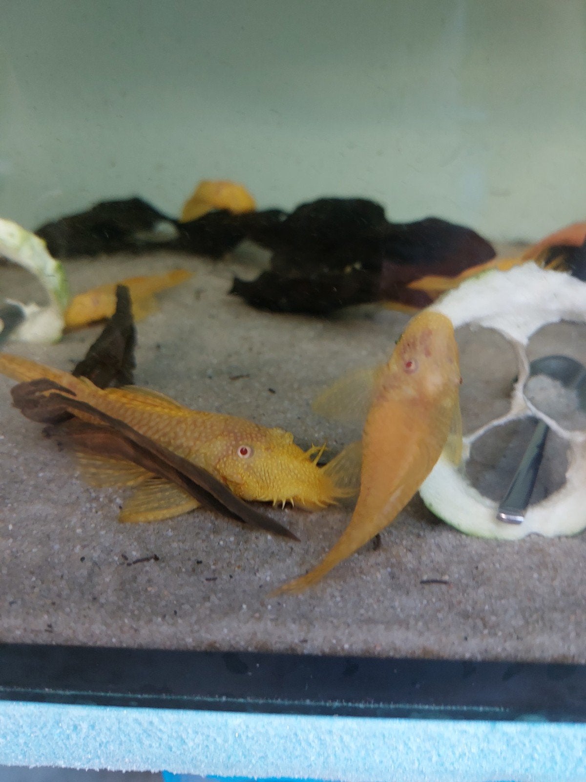 Ancistrus l44 albino, Dieren en Toebehoren, Vis