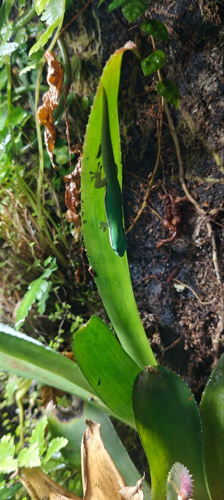Nakweek Phelsuma nigristriata  0.0.2, 0 tot 2 jaar