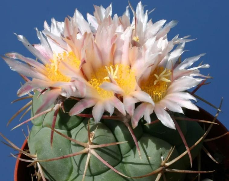 cactus - Thelocactus lloydii, Huis en Inrichting, Kamerplanten, Ophalen of Verzenden, Cactus, Volle zon, Minder dan 100 cm